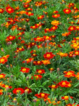 Tagetes tenuifolia 'Red Gem' Red Signet Marigold